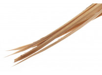 Turkey Biots